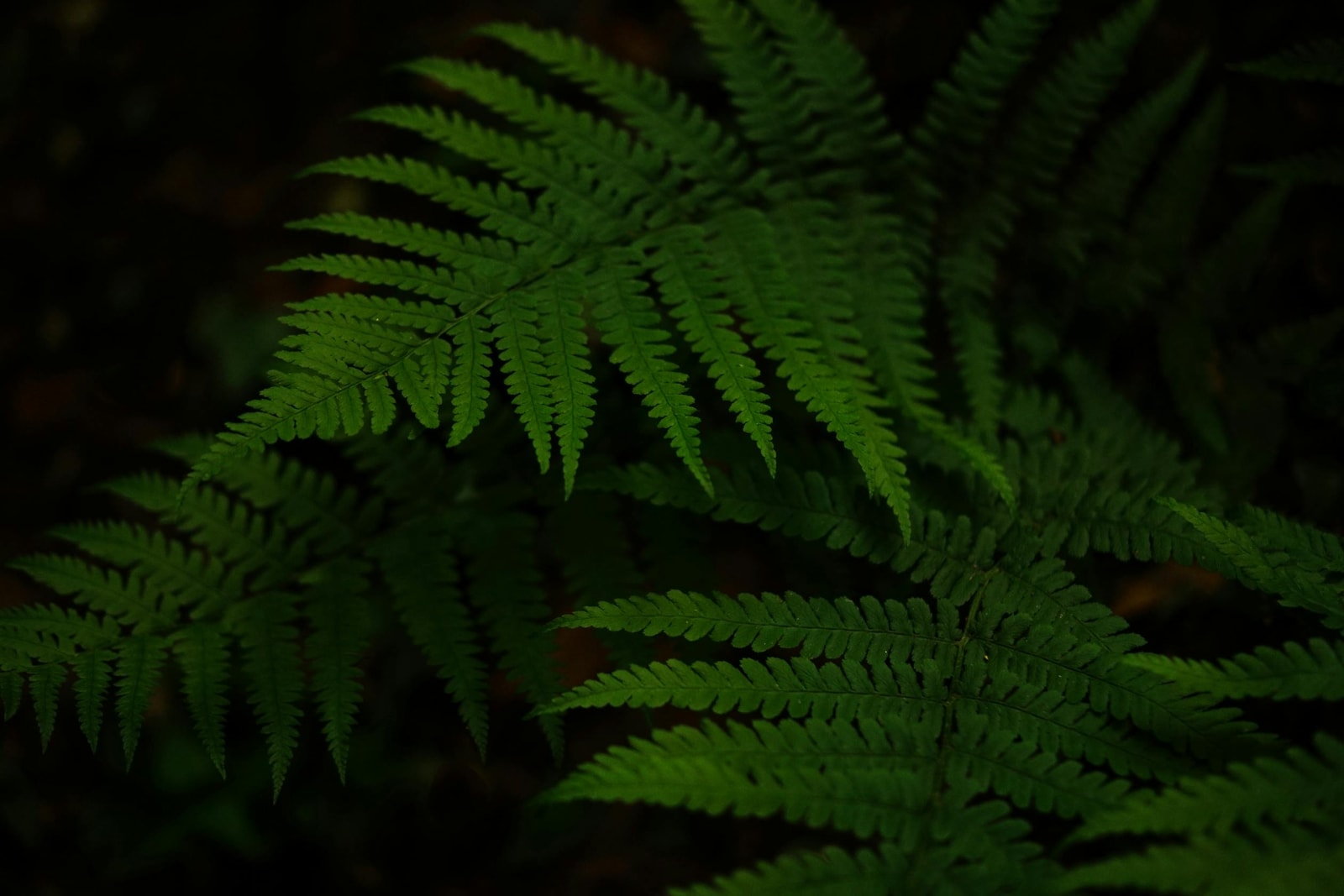 Shade garden with ferns and companion plants