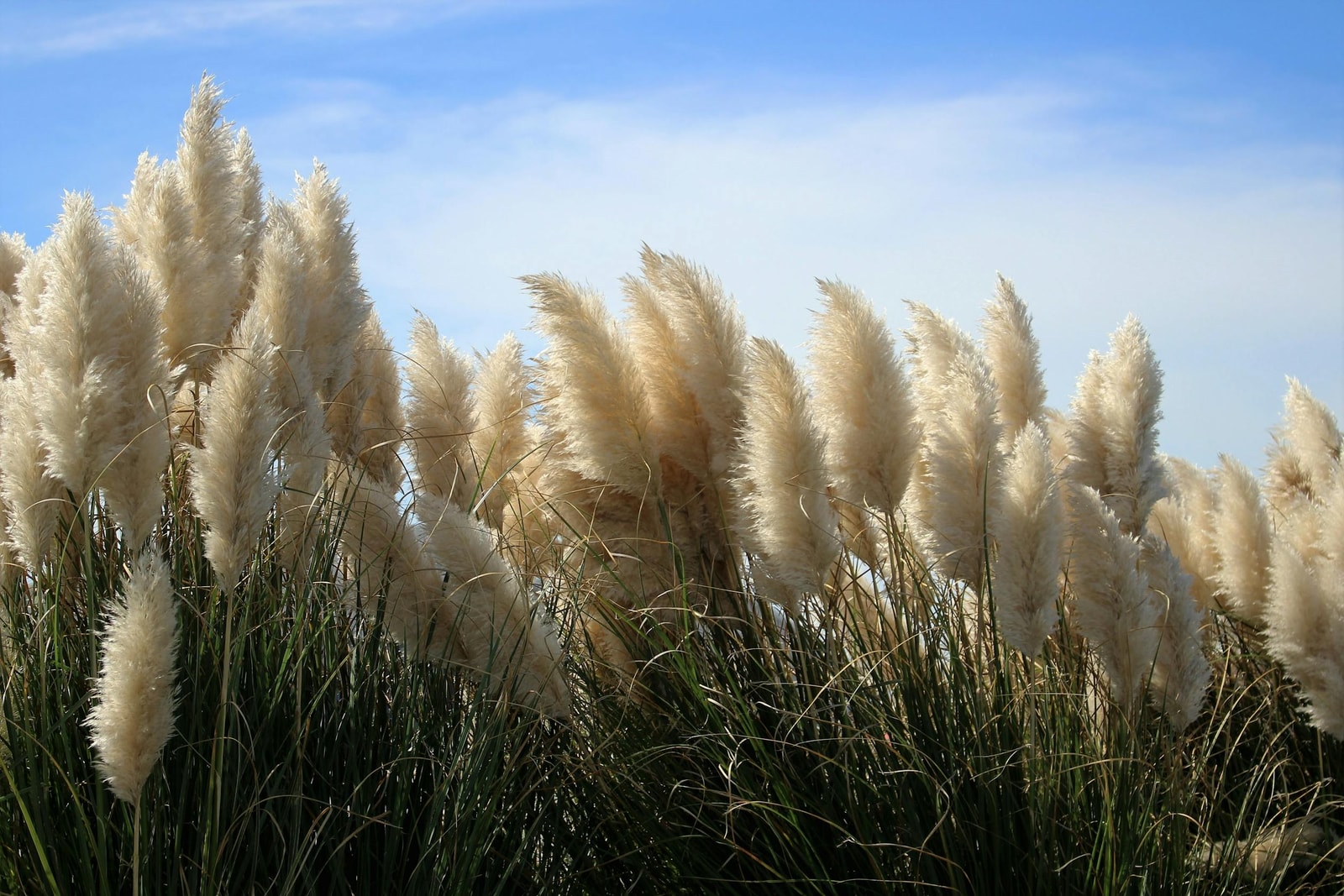 Mixed ornamental grasses in a garden planting
