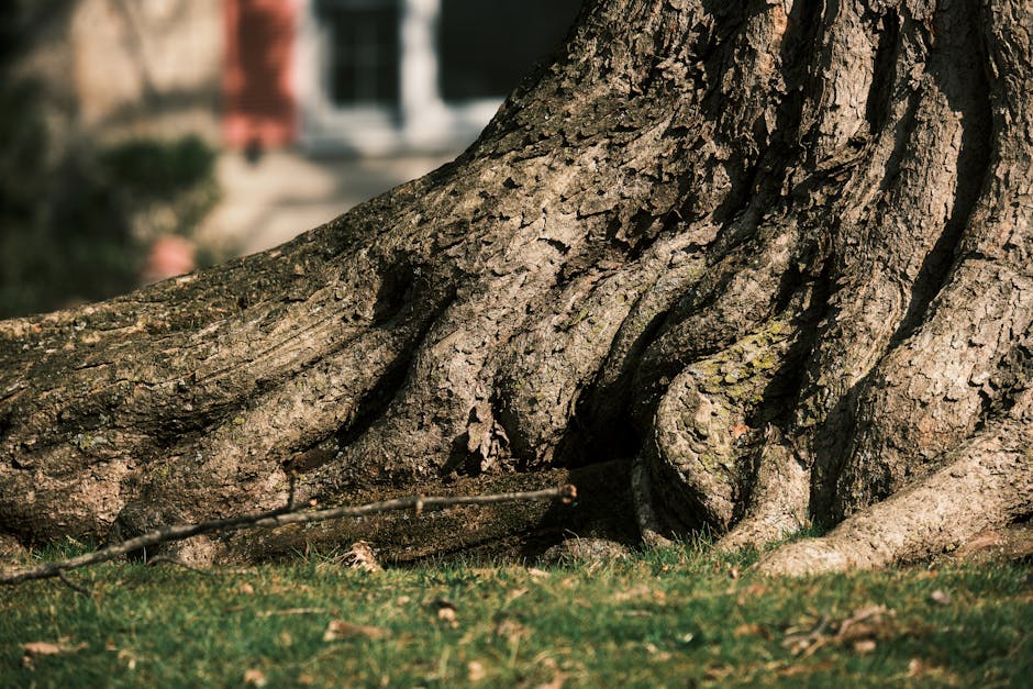 Tree trunk base with exposed surface roots in a residential yard