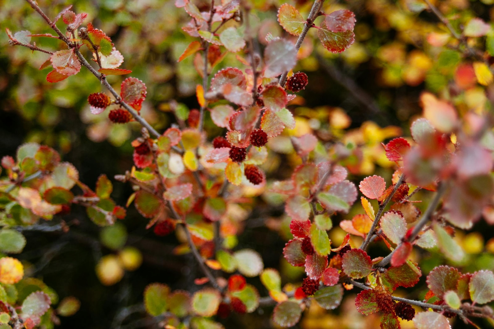 Dense green groundcover growing in a garden bed with thick foliage coverage