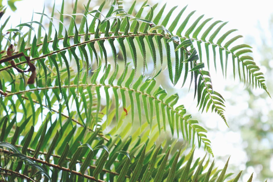 Lush green fern fronds in a woodland garden setting