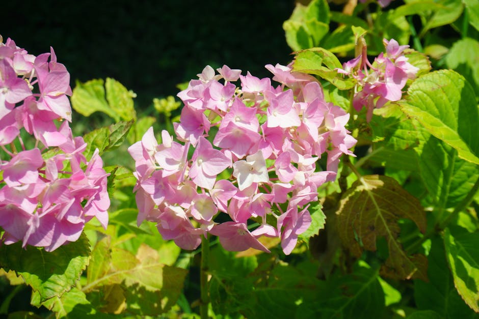 Pink hydrangeas blooming in a sunlit shade garden