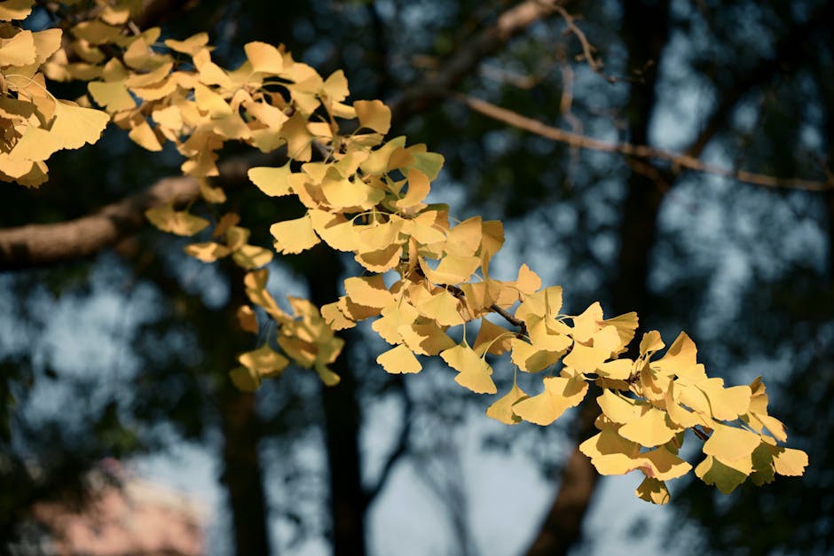 Golden ginkgo fan-shaped leaves in autumn light