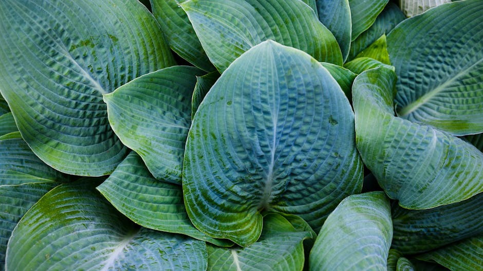 Lush shade garden with large hosta leaves and ferns under a tree canopy