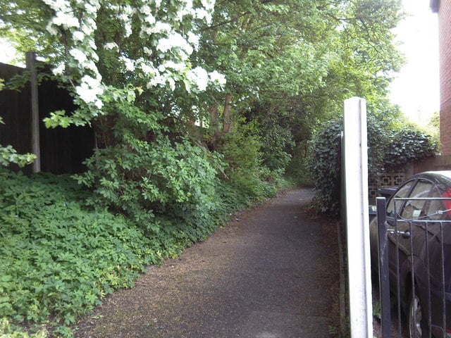 Hedge maple showing dense rounded canopy and corky bark