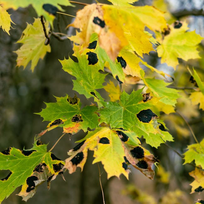 Close-up of maple leaves with black tar spots showing the common fungal disease