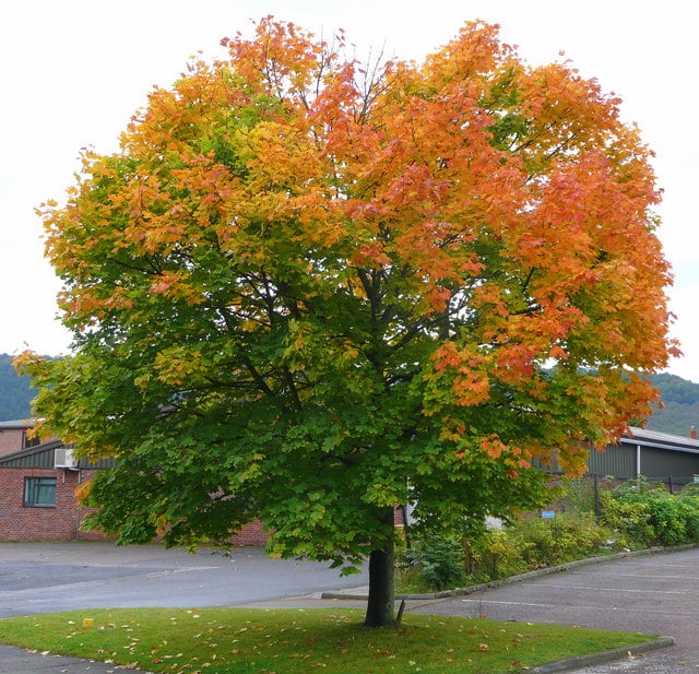Norway maple with dense green canopy