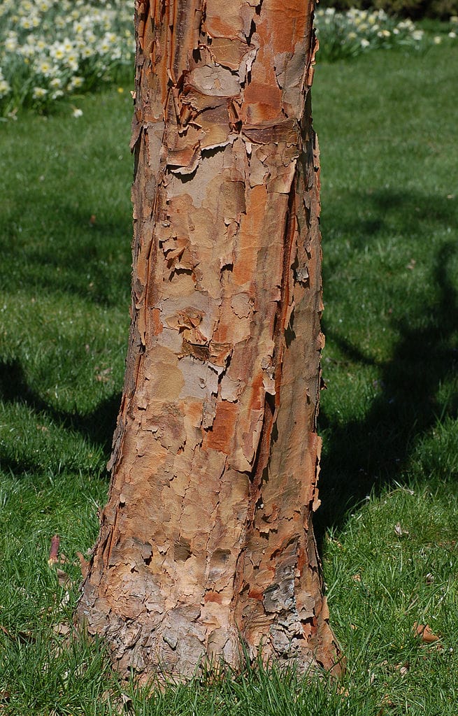 Paperbark maple in its original habitat near the bank of a river
