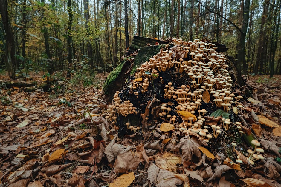Dozens of mushrooms colonizing a decomposing tree stump on an autumn forest floor