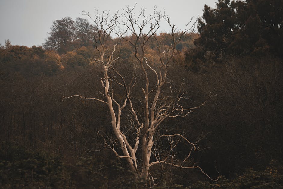 Dead bare tree standing among living trees with autumn foliage, showing the contrast between healthy and diseased oaks