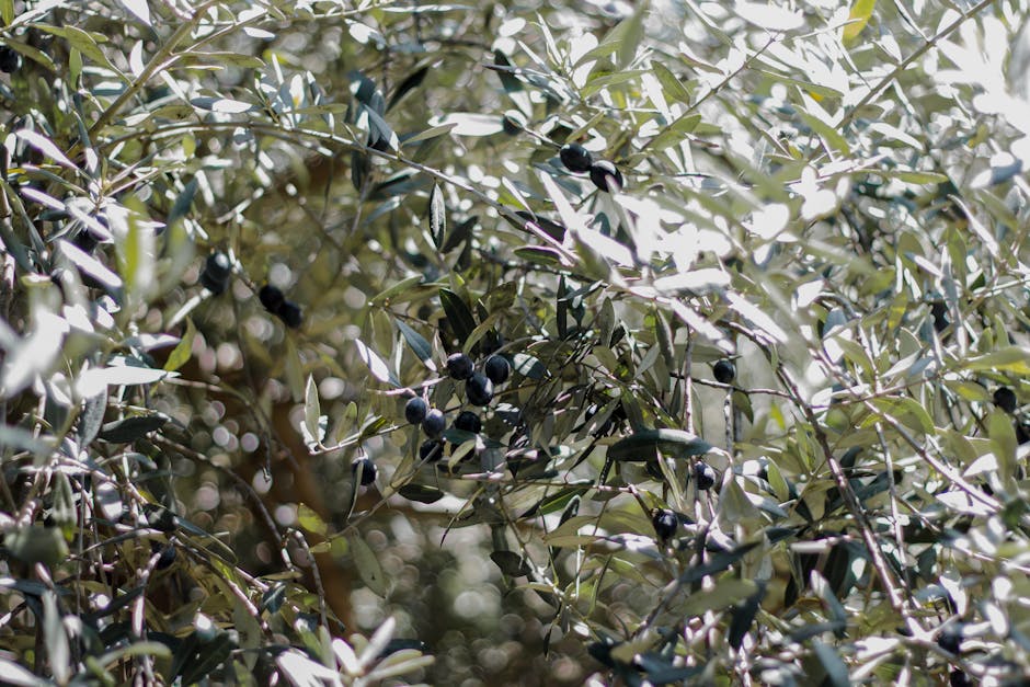 Olive tree branch with ripening fruit in Mediterranean sunlight