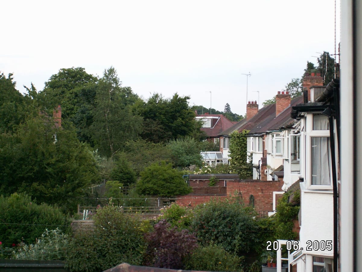 Shade trees in a residential backyard