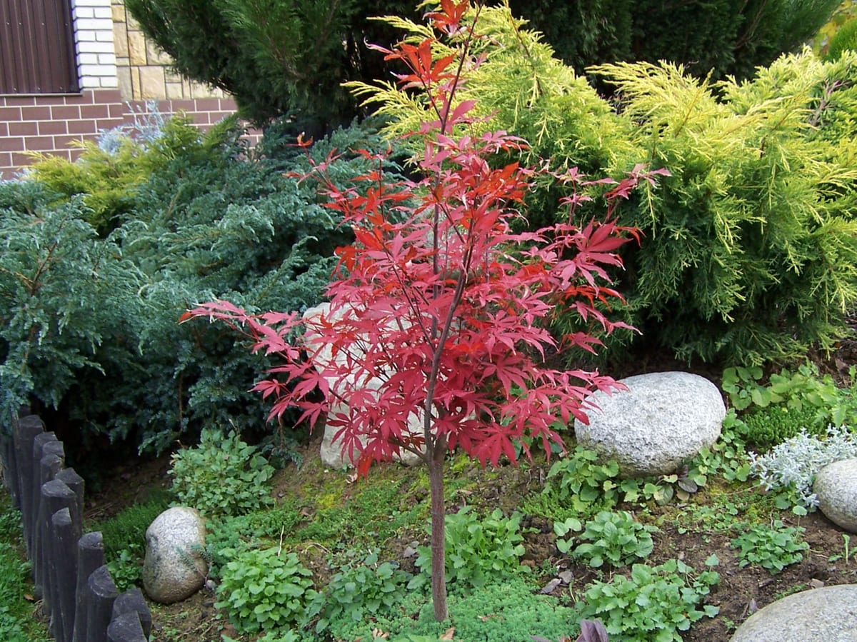 Japanese maple with vibrant red leaves in a garden setting