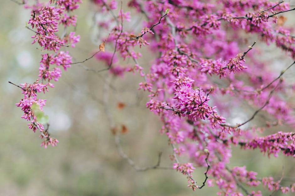 Redbud tree with vivid pink blossoms in spring