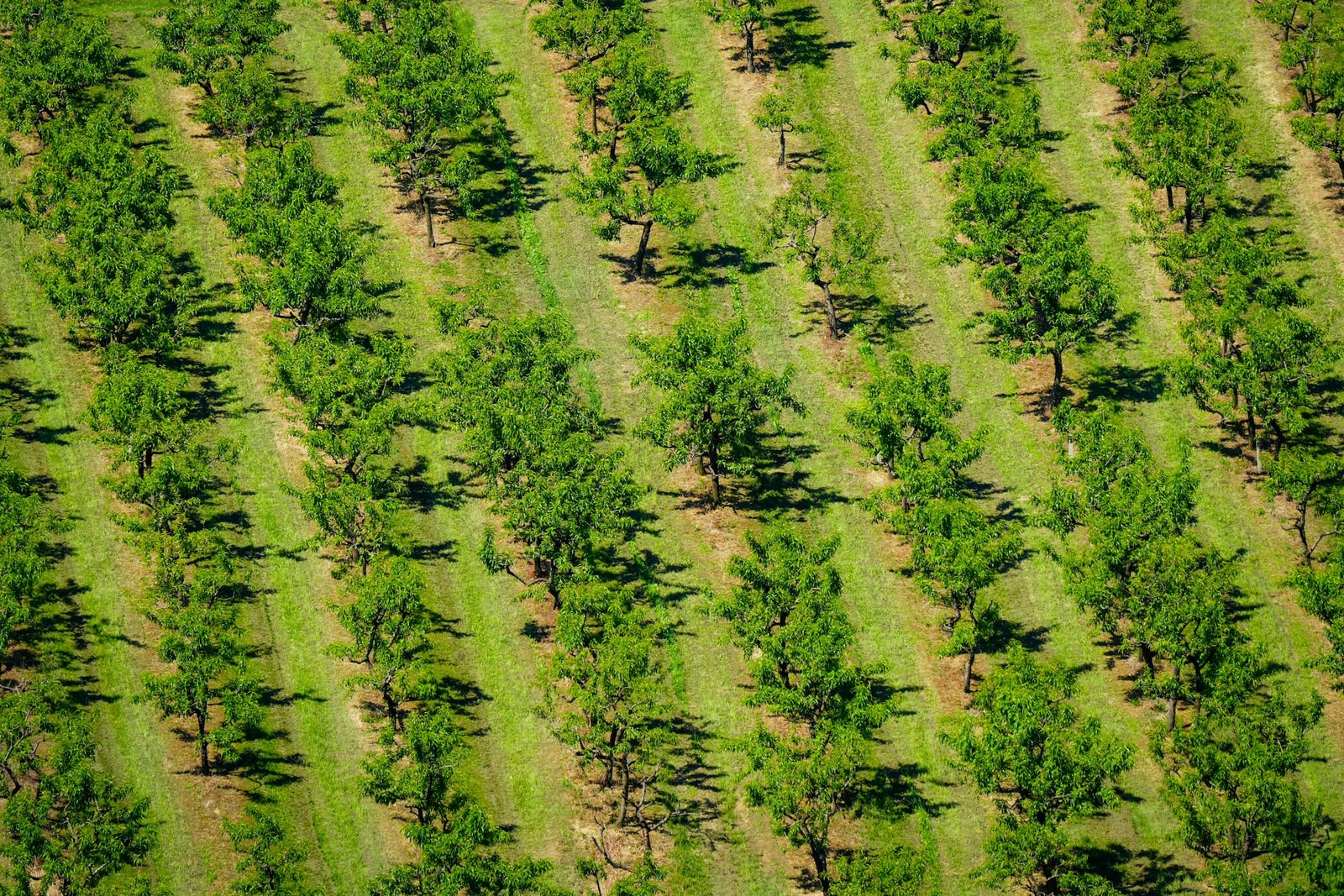 Aerial view of an orchard with trees planted in long, evenly spaced parallel rows