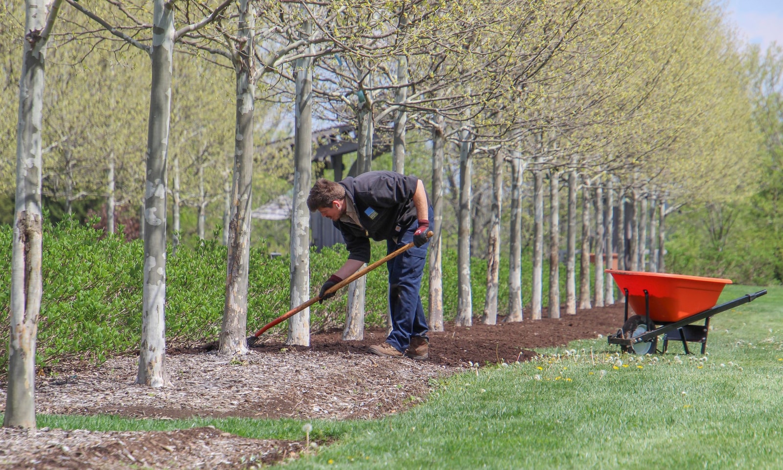 A person raking mulch along a row of young trees in an orchard