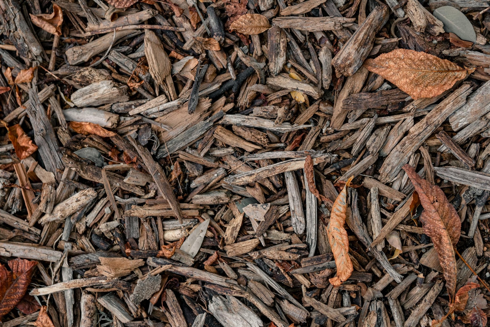 Brown wood mulch mixed with dry autumn leaves