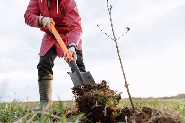 Tree planting guide