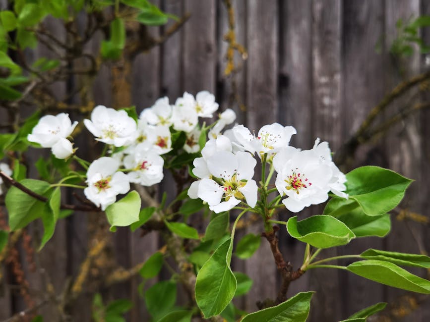 White pear tree blossoms in full bloom against a rustic wooden fence in spring