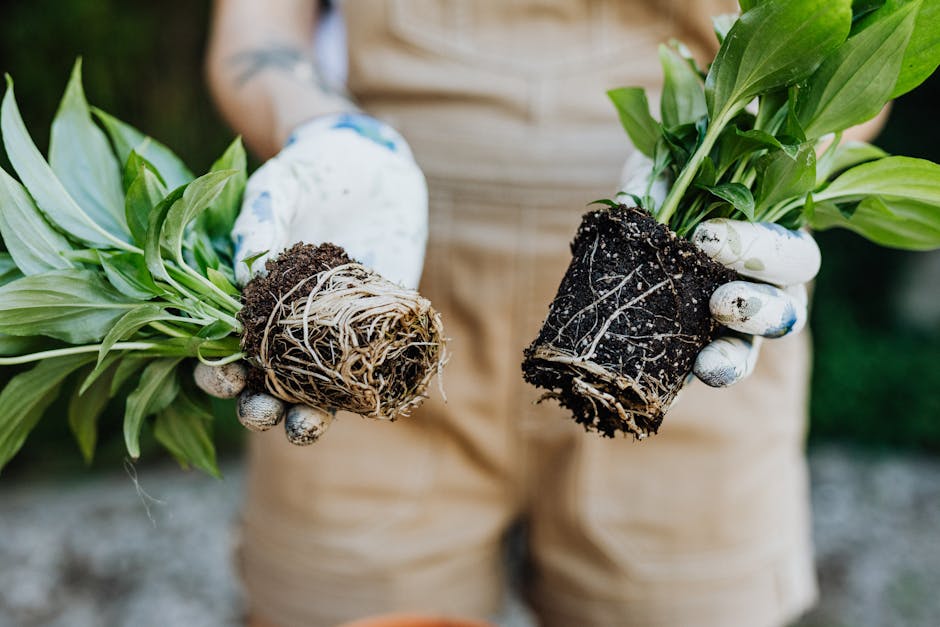 Gardener holding plants with exposed roots ready for inspection before planting