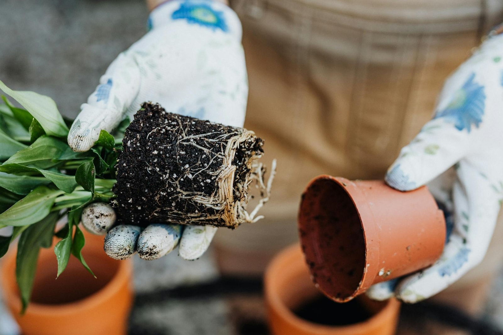 Close-up of a gardener's gloved hands transplanting a plant with exposed roots