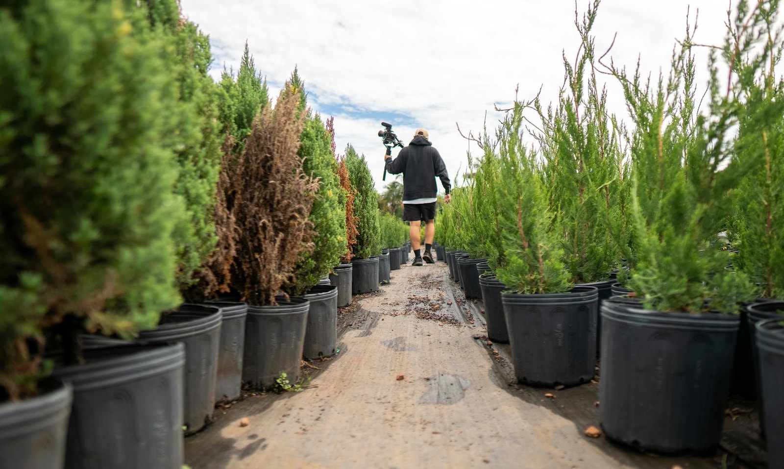 Rows of potted plants and small trees at a garden nursery