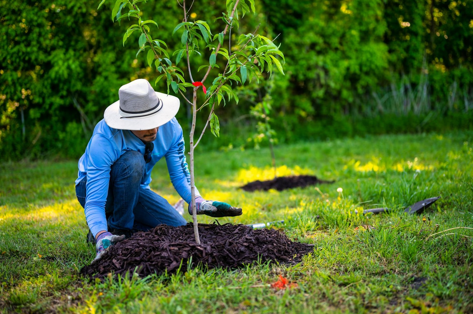 A person planting a small tree in a grassy yard using a shovel