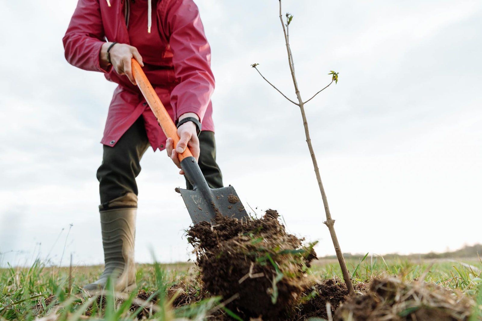 A person planting a small tree in a grassy yard using a shovel