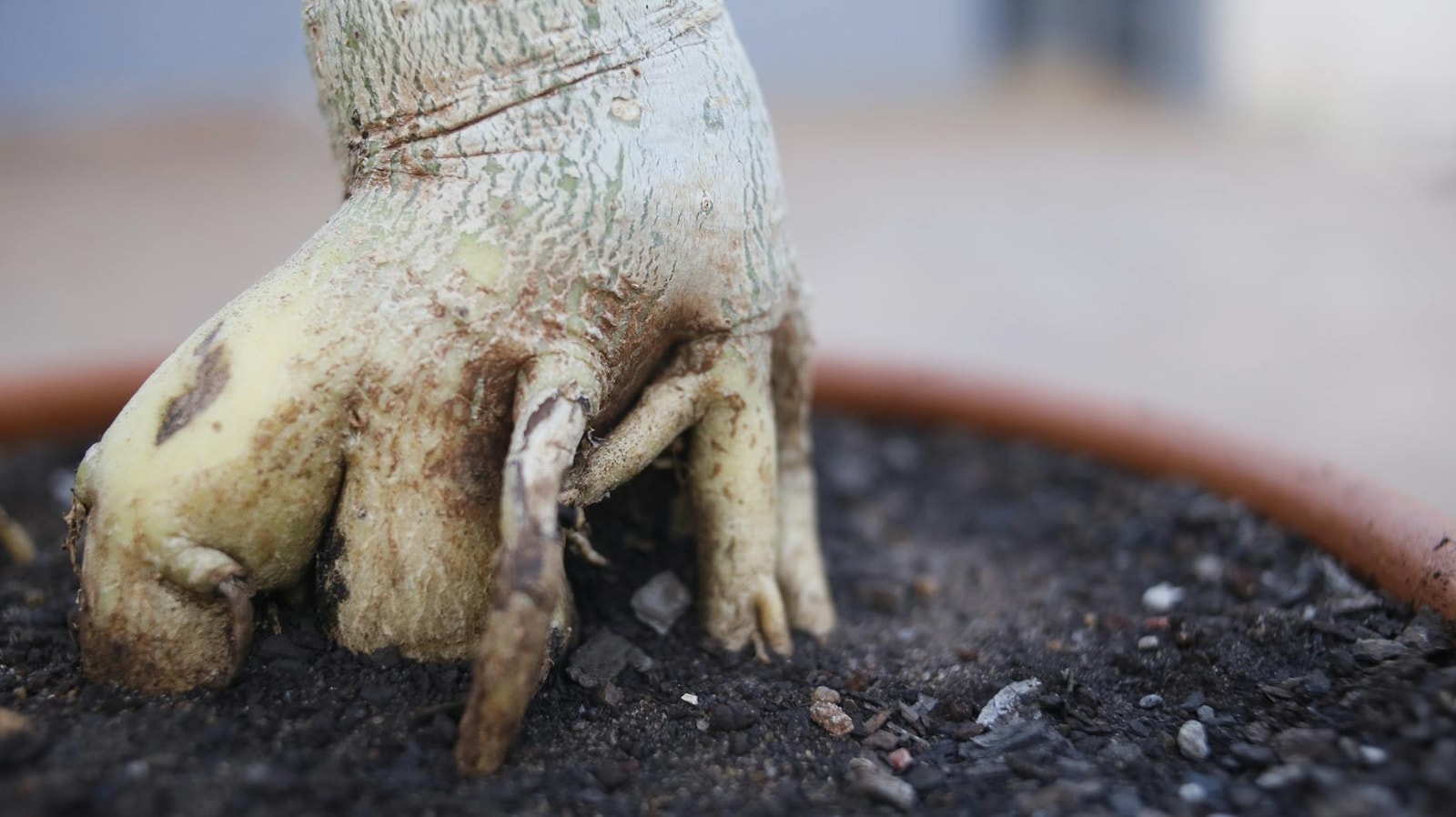 Close-up of tree roots growing in soil inside a pot