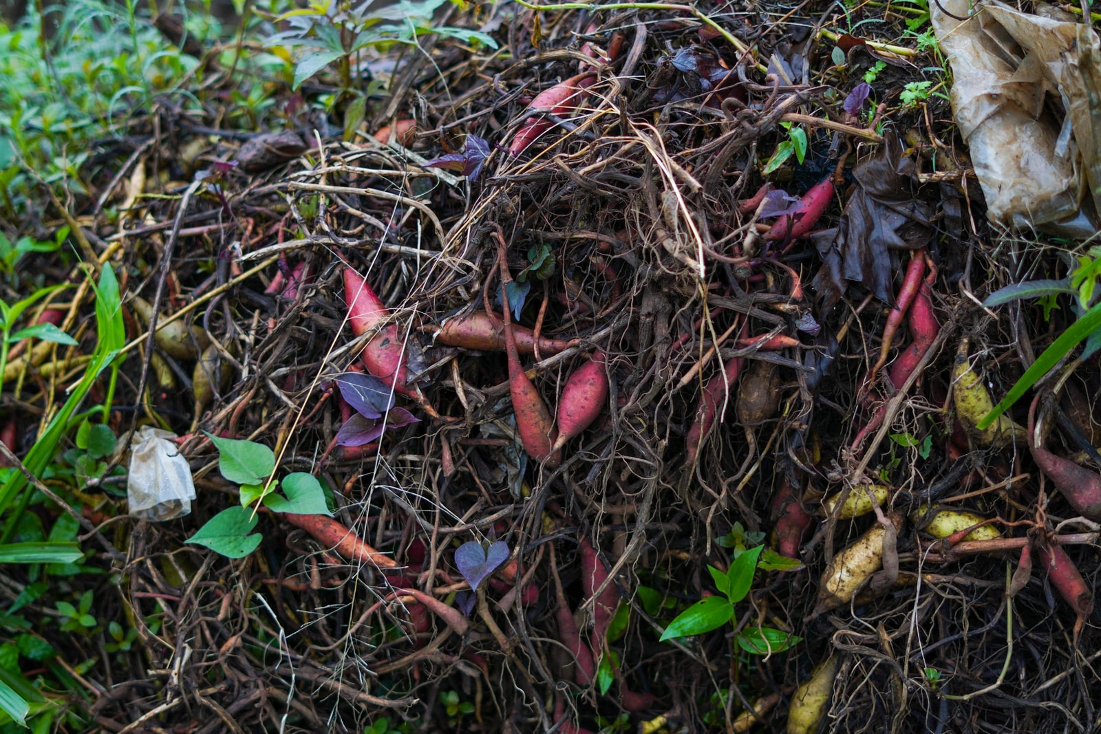 A pile of dark organic compost with plant roots and leaves mixed through it