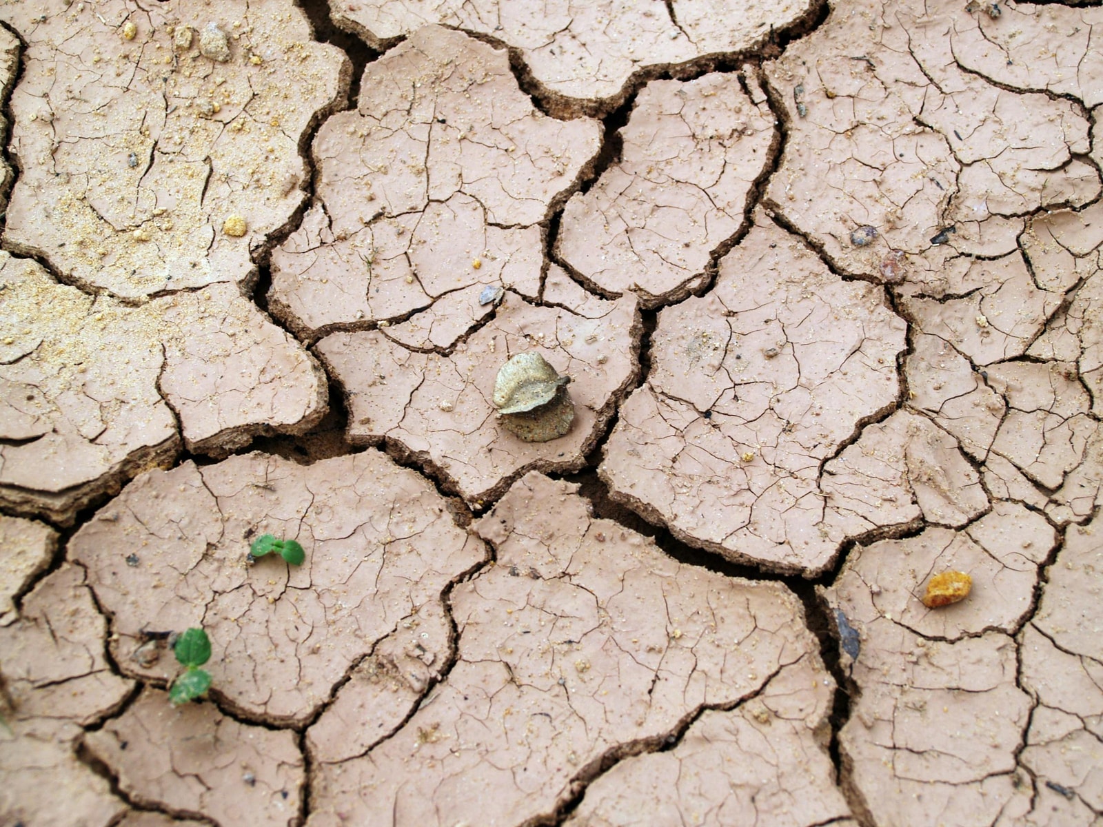Close-up of cracked, dry clay-like earth showing how dense soil splits as it dries