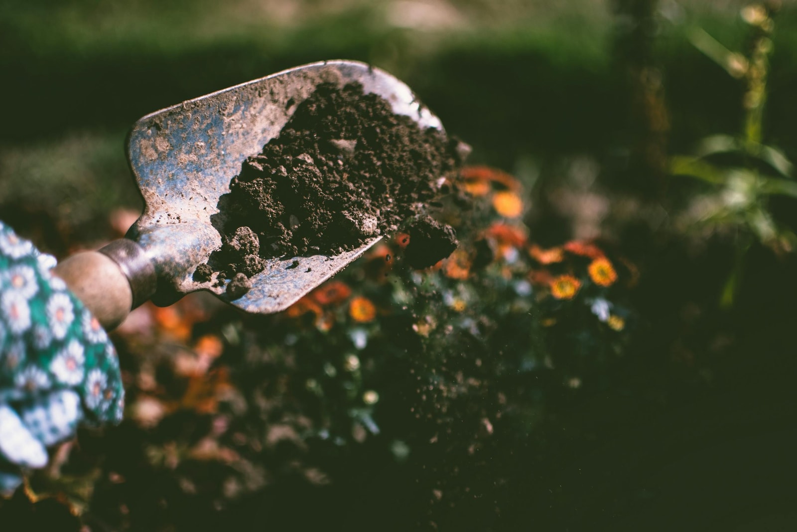 A garden shovel resting in a pile of dark soil next to flowering plants