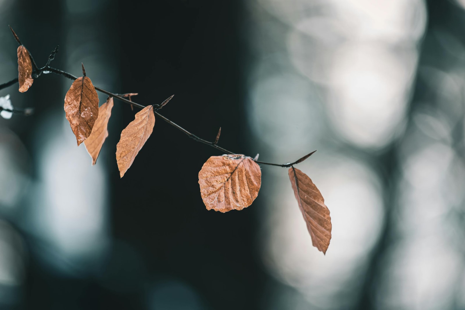 Close-up of dried brown leaves on a bare branch against a blurred background