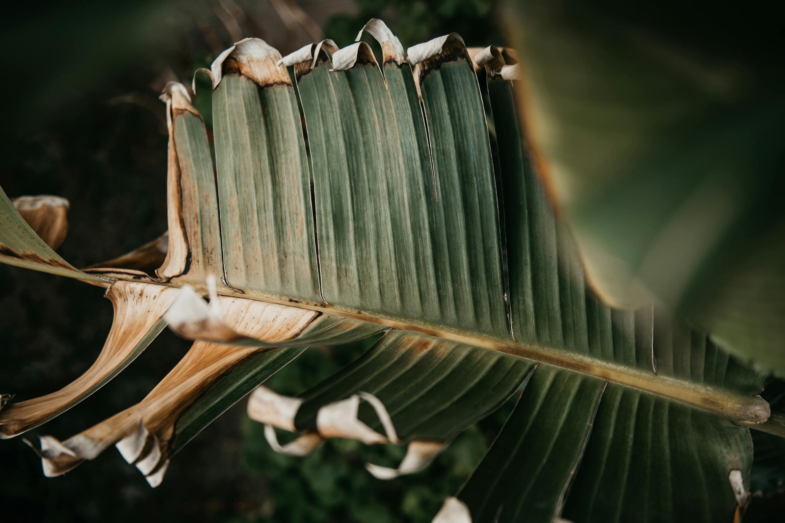 Close-up of a green leaf with drying, browning edges on a plant in a natural outdoor setting