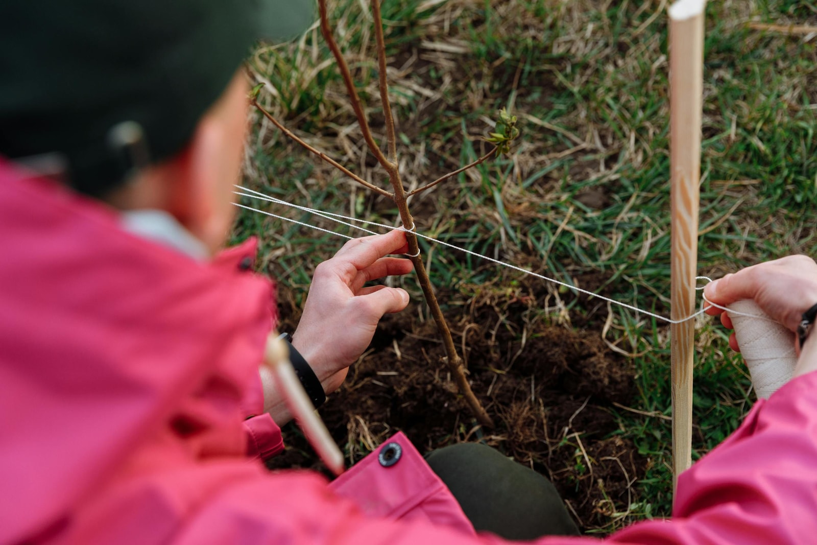 A person kneeling and planting a young tree sapling outdoors in a grassy field