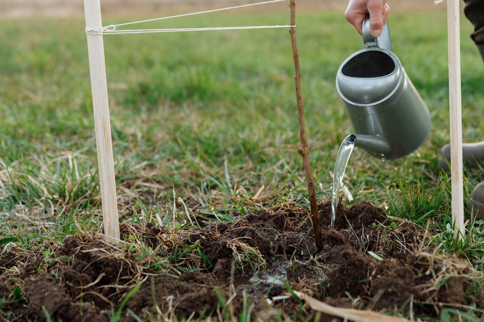 A person watering a young sapling with a metal watering can in a garden