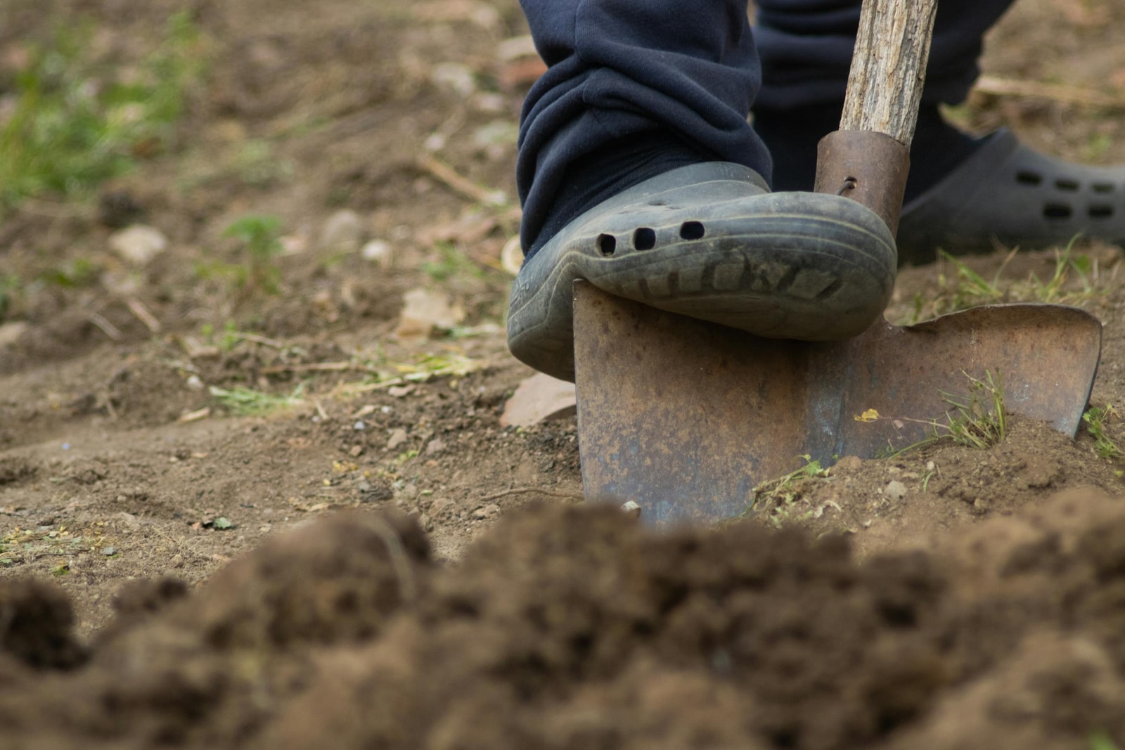 A person's foot pressing a shovel into dark garden soil