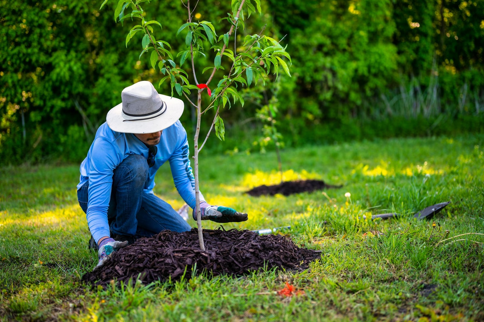 A person kneeling in a sunny garden setting a small young tree into a planting hole