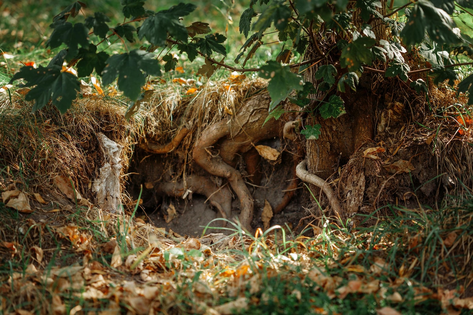 A close-up of bare tree roots spreading through dark garden soil