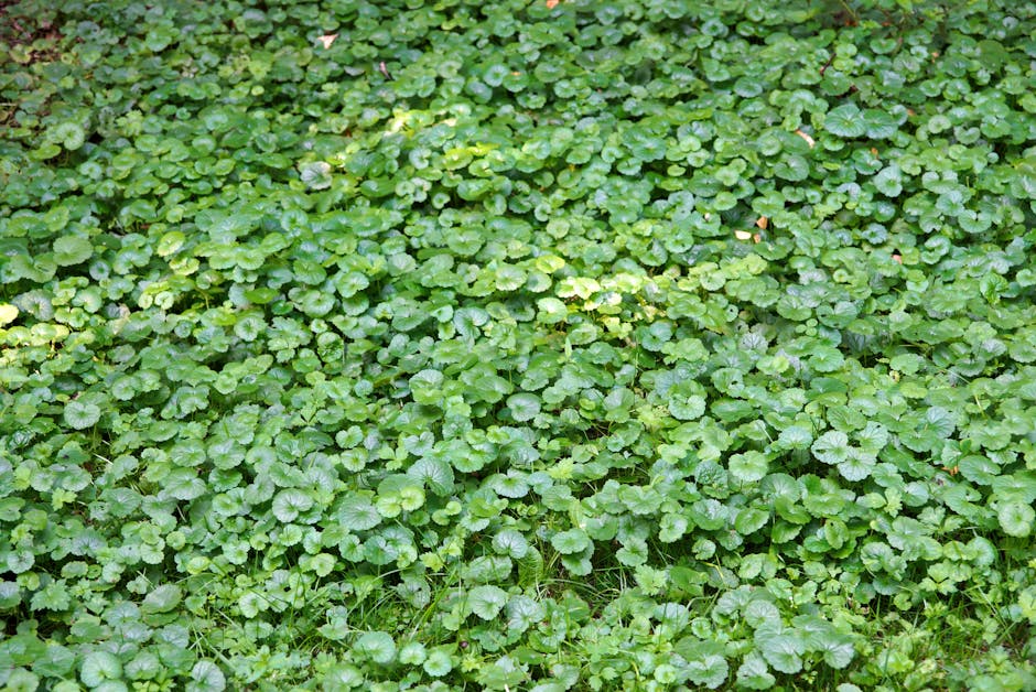 Lush green ground cover plants spreading across a garden bed in spring