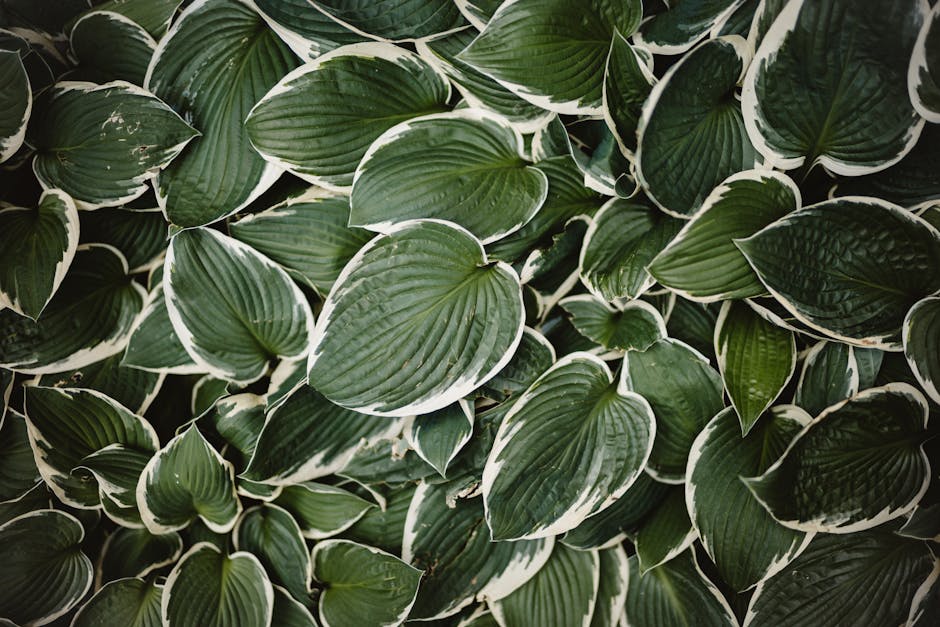 Variegated hostas growing in dense shade beneath trees