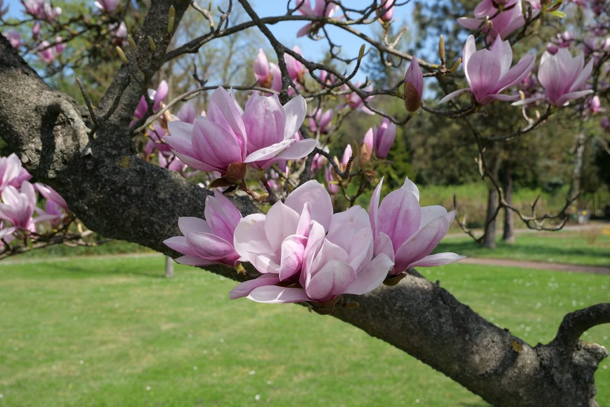 Trees enhanced with decorative landscaping