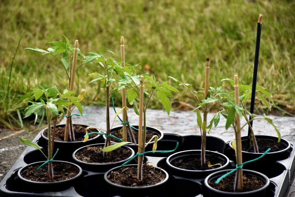 Young tree seedlings in pots ready for outdoor planting