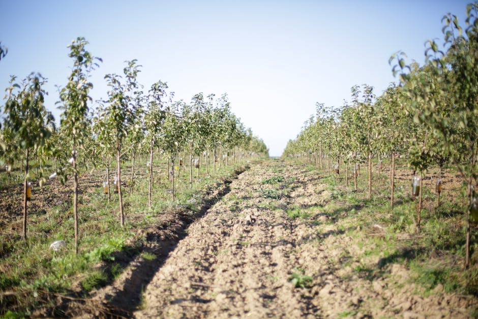 Rows of young fruit trees in an established orchard under sunny skies