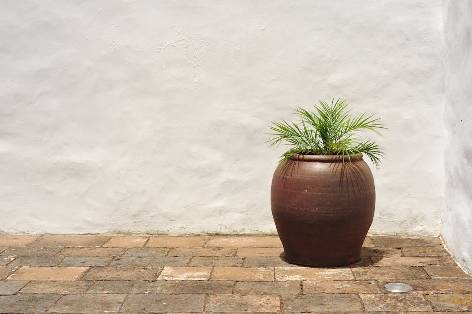 Planting a tree or shrub in a terracotta pot with fresh soil