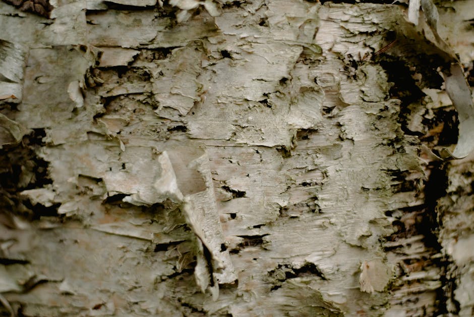 White bark of a birch tree trunk showing natural peeling texture