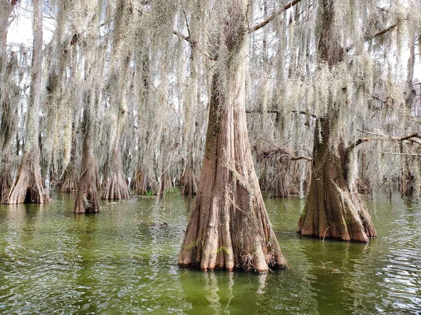 Majestic cypress trees draped with Spanish moss in a tranquil Louisiana swamp