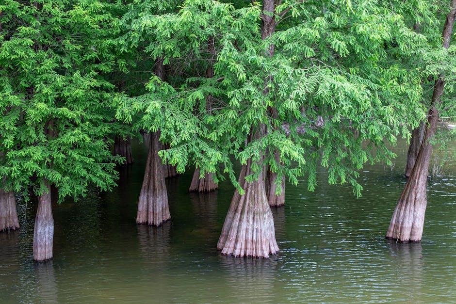 Cypress trees growing in swamp water with green canopy reflections
