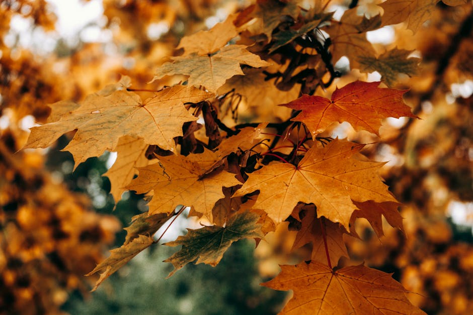 Vibrant red and orange maple leaves in autumn sunlight