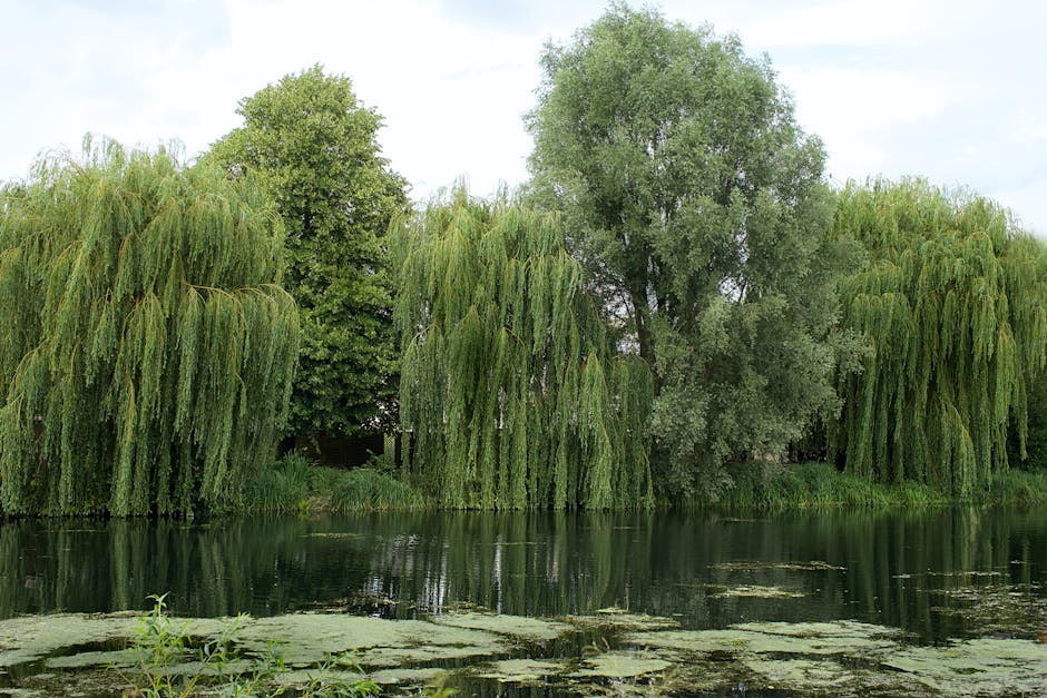 Weeping willow tree with cascading branches reflected in a calm pond